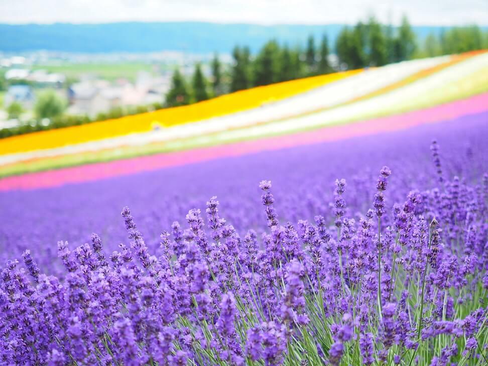 Hokkaido Furano Lavender Tour Package 4D3N [Land Package]
