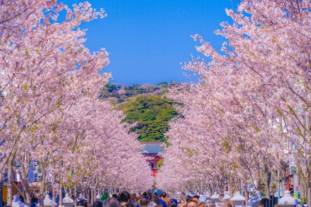 Sakura at Tsuruoka Hachimangu Shrine