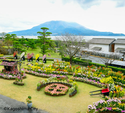  Kagoshima and Dazaifu Bus Tour From Fukuoka 2 Days