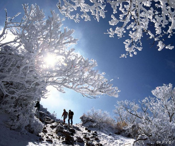 樹氷景色が美しい韓国岳