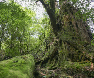 屋久島杉