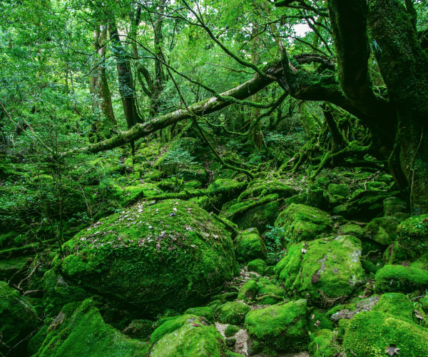 白谷雲水峡コース