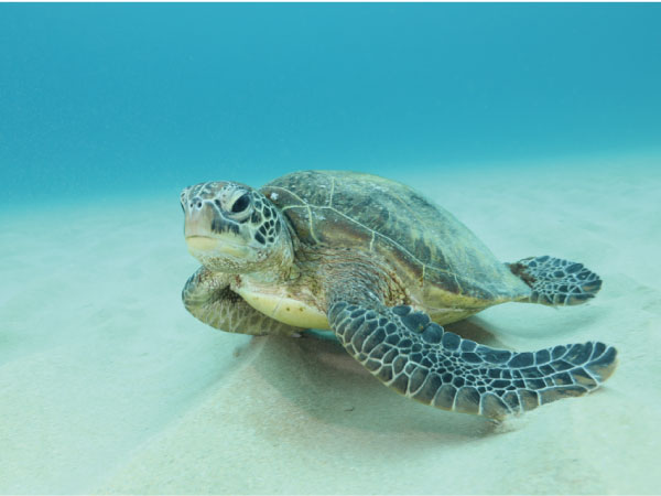 屋久島の海を泳ぐウミガメ